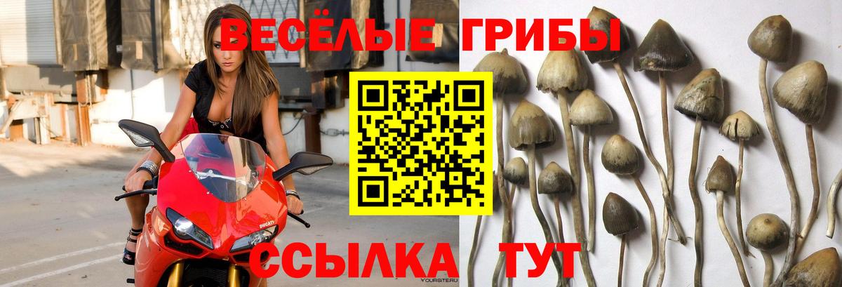 Галлюциногенные грибы мухоморы  Галлюциногенные грибы прущие грибы  что такое наркотик  Вход с VPN  Ачхой-Мартан 